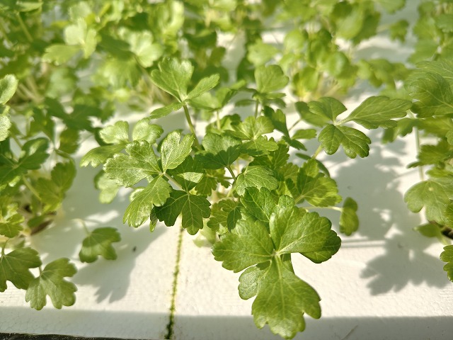 株式会社みちさき